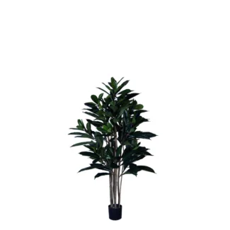 FICUS FIG TREE | TOPIARYTREE.NET