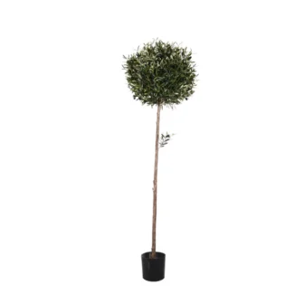 7' PTD CALIFORNIA OLIVE BALL TREE | TOPIARYTREE.NET