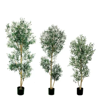 ITALIAN OLIVE TREE | TOPIARYTREE.NET