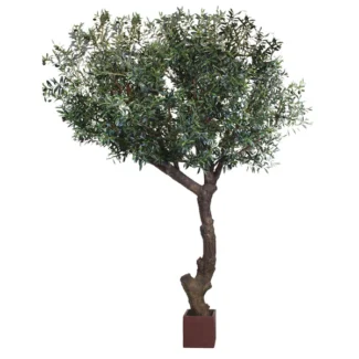 9.5' PTD CALIFORNIA OLIVE TREE X9 W/12818LVS,186FRTS | TOPIARYTREE.NET