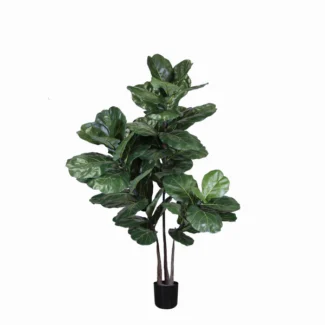 6' PTD BRAZILIAN FIDDLE LEAF TREE X3 W/53LVS | TOPIARYTREE.NET