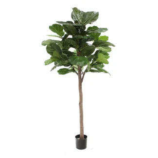 7' PTD GIANT TRUNK BRAZILIAN FIDDLE LEAF TREE W/61LVS