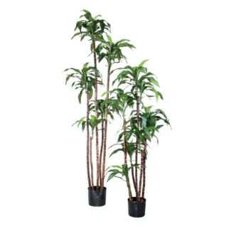 DRACAENA FRAGRANS | TOPIARYTREE.NET