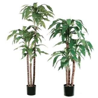 DRACAENA PLANT | TOPIARYTREE.NET