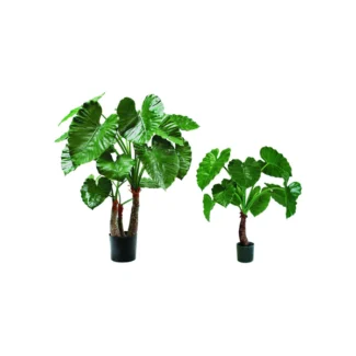 ELEPHANT'S EAR PLANT | TOPIARYTREE.NET