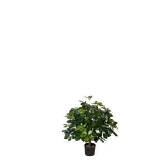 BRAZILIAN SCHEFFLERA PLANT | TOPIARYTREE.NET