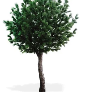 10' PTD GIANT CORONADO PINE TREE | TOPIARYTREE.NET