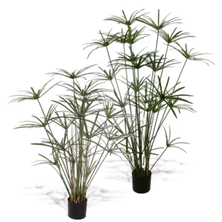 DELUXE ROYAL CYPERUS PLANT | TOPIARYTREE.NET