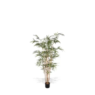 6' PTD ROYAL BAMBOO TREE X10 W/1280LVS | TOPIARYTREE.NET