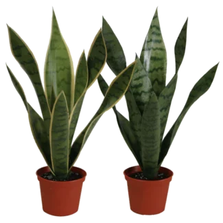 16" PTD BABY SANSERVERIA X 9LVS | TOPIARYTREE.NET