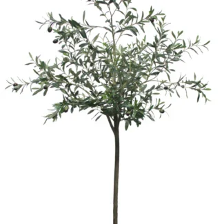 PTD OLIVE TREE | TOPIARYTREE.NET