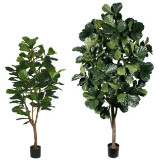 TD FIDDLE LEAF FIG TREE | TOPIARYTREE.NET