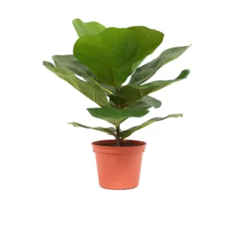 12"H PTD FIDDLE LEAF PLANT | TOPIARYTREE.NET