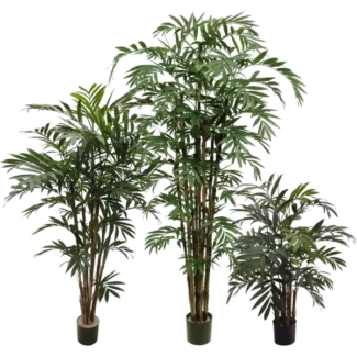 NEW BAMBOO PALM | TOPIARYTREE.NET