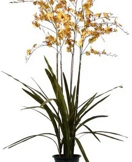 6.5' PTD ONCIDIUM ORCHID | TOPIARYTREE.NET