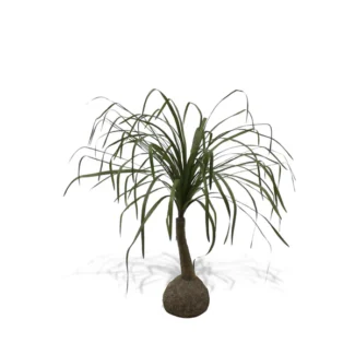 2' PONYTAIL PALM | TOPIARYTREE.NET
