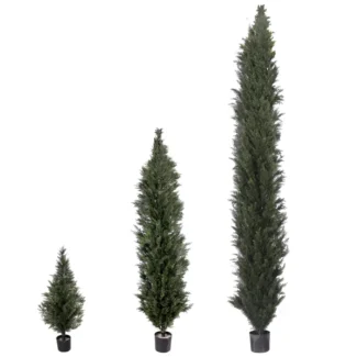 MINI CEDAR PINE TREE | TOPIARYTREE.NET