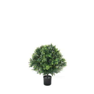 BASIL TOPIARY | TOPIARYTREE.NET