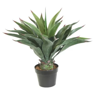 24" PTD AEONIUM PLANT | TOPIARYTREE.NET