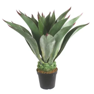 39" PTD GIANT AEONIUM PLANT | TOPIARYTREE.NET
