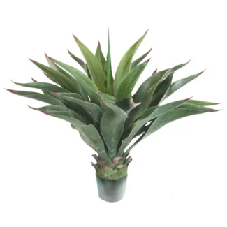 24" UNPTD AEONIUM PLANT | TOPIARYTREE.NET