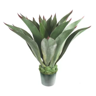 39" UNPTD GIANT AEONIUM PLANT | TOPIARYTREE.NET