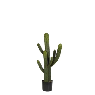 3.5' PTD WHISKER CACTUS X 2 | TOPIARYTREE.NET