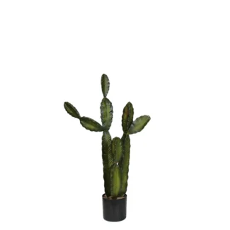 PTD CACTI | TOPIARYTREE.NET