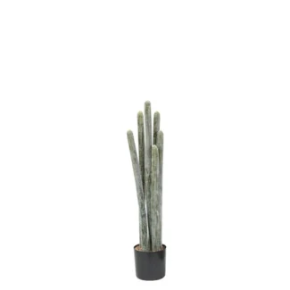 PTD COLUMNAR CACTI | TOPIARYTREE.NET