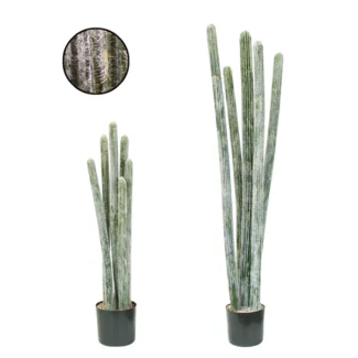 PTD COLUMNAR CACTI | TOPIARYTREE.NET