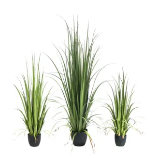 P1524 GLADIOLUS GRASS | TOPIARYTREE.NET