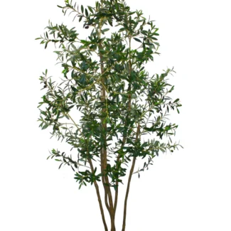 7' PTD ITALIAN OLIVE TREE W/2720 LVS, 42 FRTS | TOPIARYTREE.NET