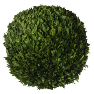 Boxwood ball preserved 40cm | TOPIARYTREE.NET