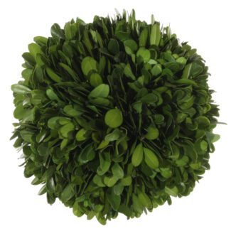 Boxwood ball preserved 15cm | TOPIARYTREE.NET