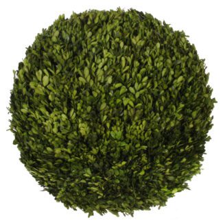Boxwood ball preserved 60cm | TOPIARYTREE.NET
