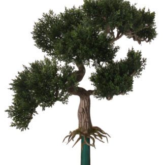 Cedar bonsai green 50cm | TOPIARYTREE.NET