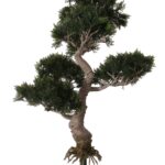 Artificial cedar bonsai tree with a windswept, twin-trunk shape and a green mounting stem, shot on white