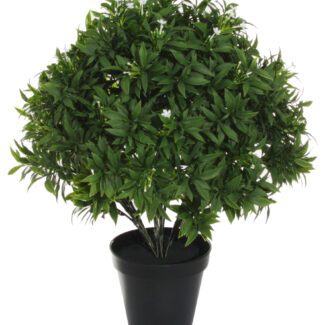Jasmine ball in pot h55cm | TOPIARYTREE.NET