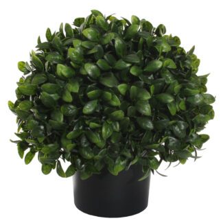 Boxwood topiary with big leaves potted d40cm | TOPIARYTREE.NET