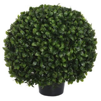 Boxwood topiary with big leaves potted d60cm | TOPIARYTREE.NET
