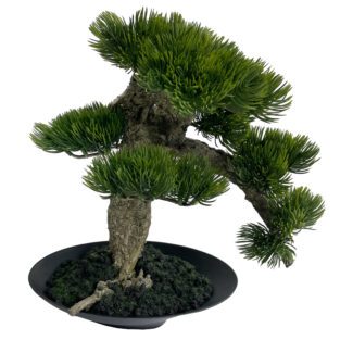 Bonsai in pot h31cm | TOPIARYTREE.NET