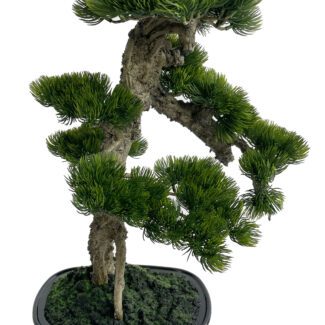 Bonsai in pot h46cm | TOPIARYTREE.NET
