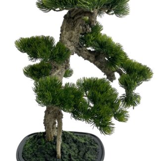 Bonsai in pot h46cm | TOPIARYTREE.NET