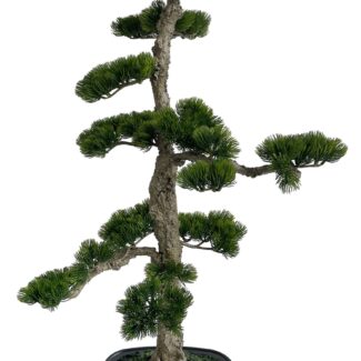 Bonsai in pot h85cm | TOPIARYTREE.NET