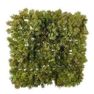 Moss plate green 25x25cm | TOPIARYTREE.NET
