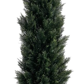 Cedar Cone tree in plastic pot | TOPIARYTREE.NET