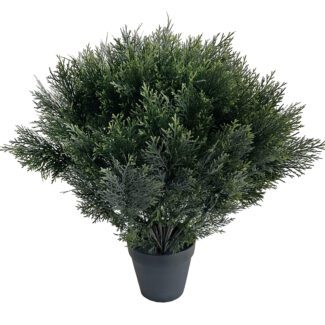 Cedar ball in plastic pot d60cm | TOPIARYTREE.NET