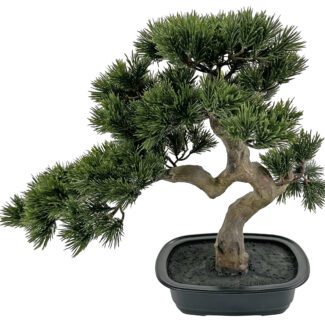 Bonsai Topiary | TOPIARYTREE.NET