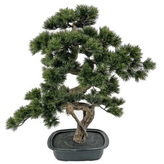Bonsai green in black plastic pot 68cm | TOPIARYTREE.NET