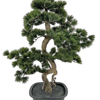 Bonsai Topiary | TOPIARYTREE.NET